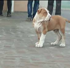 Bully kutta bajou puppies pt1 with realdeal xena. Bully Kutta The Real Beast Home Facebook