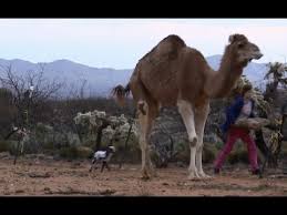 Have booked a camel ride and overnight in dessert camp for early oct. Running With Camels Youtube