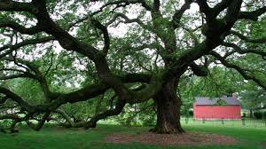 images?q=tbn:ANd9GcSkJ5LlSWa2ahlzIOfppAO