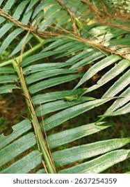 Image result for Faidherbia