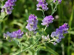 Люцерна - область применения и полезные свойства