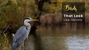 Crane bird pictures of herons and cranes. 10 Birds That Look Like Herons Great Blue Heron Birds Advice