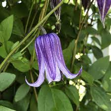We did not find results for: Clematis Roguchi Buy Clematis Perennials Online