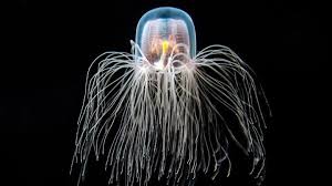 Turritopsis Dohrnii Olarak Bilinen Olumsuz Denizanasi Biyolojik Olarak Olumsuzler Denizanasi Hayvan Katil Balina