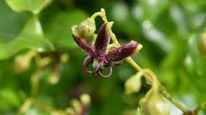 Image result for Periploca