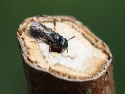Check spelling or type a new query. Keulhornbiene Ceratina Cyanea Am Nest