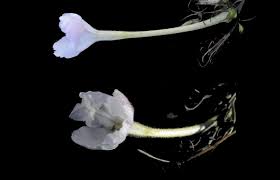 Image result for Rhamphicarpa