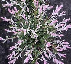 The foliage is variegated with three colors during spring—white, green, and touches of. Salix Integra Flamingo Dappled Willow