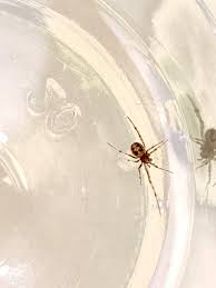 Spiders like cardboard and clutter that gives them refuge. Is This A Baby Black Widow Spider 611558 Ask Extension