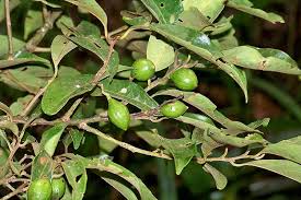 Image result for Cryptocarya woodii