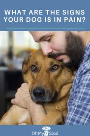 Pin On Dog Safety