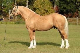 Horse Beautiful Stallions 7 Horses Welsh Pony Horses And Dogs