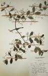 Image result for Hippocratea parviflora