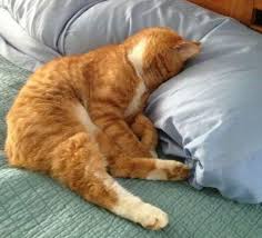 Kedi Depresyonu Hakkinda Bilmeniz Gereken 14 Onemli Sey Listelist Com
