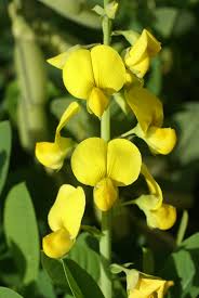 Image result for Crotalaria comosa