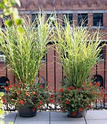 21 Of The Best Ornamental Grasses To Add Unbeatable Texture To Your Garden Ornamental Grasses Grasses Garden Planting Flowers