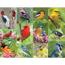 We did not find results for: Amazon Com Springbok 36 Piece Jigsaw Puzzle Birds Of A Feather Multi 500 Toys Games