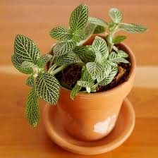 12 Top Plants For Terrariums Terrarium Plants Plants Best Terrarium Plants