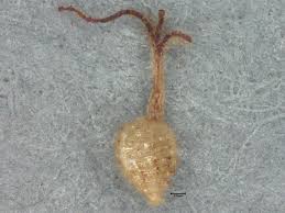 Image result for Fimbristylis quinquangularis