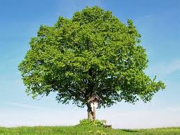 Freistehende Kleine Linde Im Sommer Auf Dem Land Mit Baum Sitzbank Und Marterl Schnell Wachsende Baume Laubbaum Baum