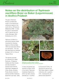 Image result for Tephrosia noctiflora