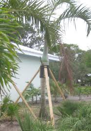 Image result for Hyophorbe indica