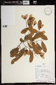 Image result for Cleistanthus polystachyus