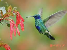 ハチドリの生態や寿命・鳴き声・特徴について
