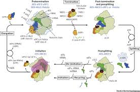 Although stop codons are not trna's, they fit into the p site and recognised by a. Control Of Mrna Translation By Versatile Atp Driven Machines Trends In Biochemical Sciences