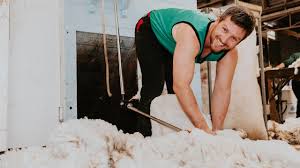 Shearer prices in Australia above award rate due to bidding war