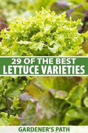 They deliver 2 grams of protein or about 4 percent of the recommended daily intake. 29 Of The Best Lettuce Varieties For Your Garden Gardener S Path