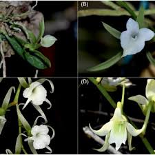 Image result for Disperis thomensis