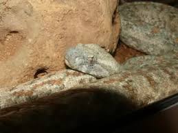 Levanteotter — (macrovipera lebetina) systematik klasse: Www Zootierliste De