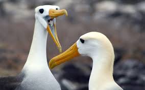 The Galapagos Albatross - Galapagos Travel Center