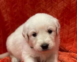 We started off with toy breeds, yorkies, papillions and now goldens. Golden Retriever Puppies Jackson Classifieds Claz Org