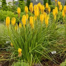 Image result for Kniphofia grantii