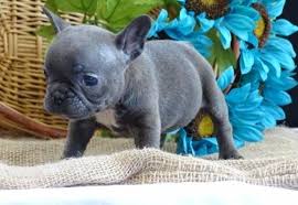 Courtesy chicago french bulldog rescue. French Bulldog Puppy For Sale Adoption Rescue For Sale In Phoenix Arizona Classified Americanlisted Com
