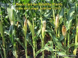 Corn or maize is grass and like other grass species, it has the possibility of producing branches or tillers, stems that grow after the initial parent shoot grows from the seed. Premature Ear Declination In Corn Purdue University