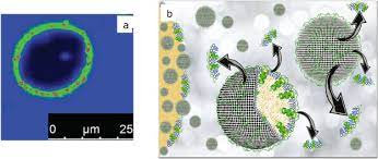 Check spelling or type a new query. Structure And Functions Of Oleosomes Oil Bodies Sciencedirect