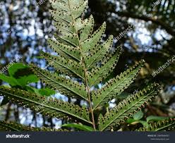 Image result for Microlepia