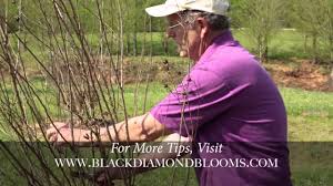 To keep your crape myrtles performing. How To Prune Your Black Diamond Crapemyrtle Youtube