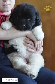 Earn points & unlock badges learning, sharing & helping adopt. Newfoundland Puppies For Sale Lancaster Puppies Newfoundland Puppies Cute Dogs Puppies