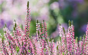 Flowers that bloom in winter in georgia. The Best Plants For Winter Garden Colour David Domoney