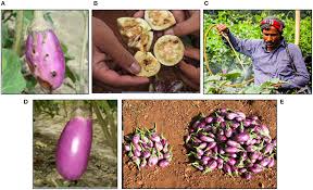 Monitor symptoms of diseases and nematodes. Frontiers Genetically Engineered Crops Importance Of Diversified Integrated Pest Management For Agricultural Sustainability Bioengineering And Biotechnology