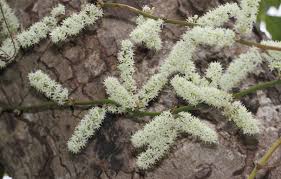 Image result for Xylia torreana