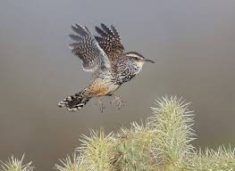 Animali Del Deserto 10 Esempi Di Adattamento Perfetto Alle Avversita