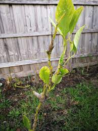 Maybe you would like to learn more about one of these? My Lemon Tree Has Not Grown For The Last Few Years And Has Remained Stick Thin Can You Help Me Revitalise It Gardening Landscaping Stack Exchange
