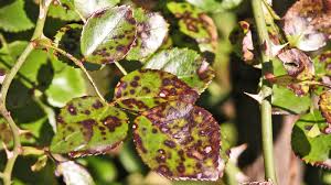 It shows up as a scattering of orange, yellow or red spots on foliage. How To Treat And Prevent Black Spots On Roses