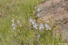 Image result for Cycnium