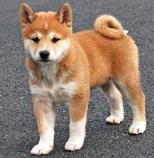 2 comportamiento shiba inu mini. Liam Little Liamlittle9vl Kleine Hunde Hunde Hund Bester Freund